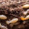 Termite Control Adelaide