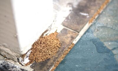 Termite Inspection drouin