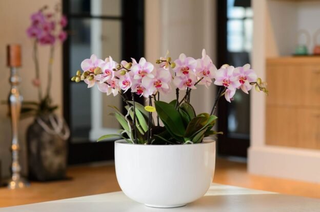 Orchid Delivery Melbourne
