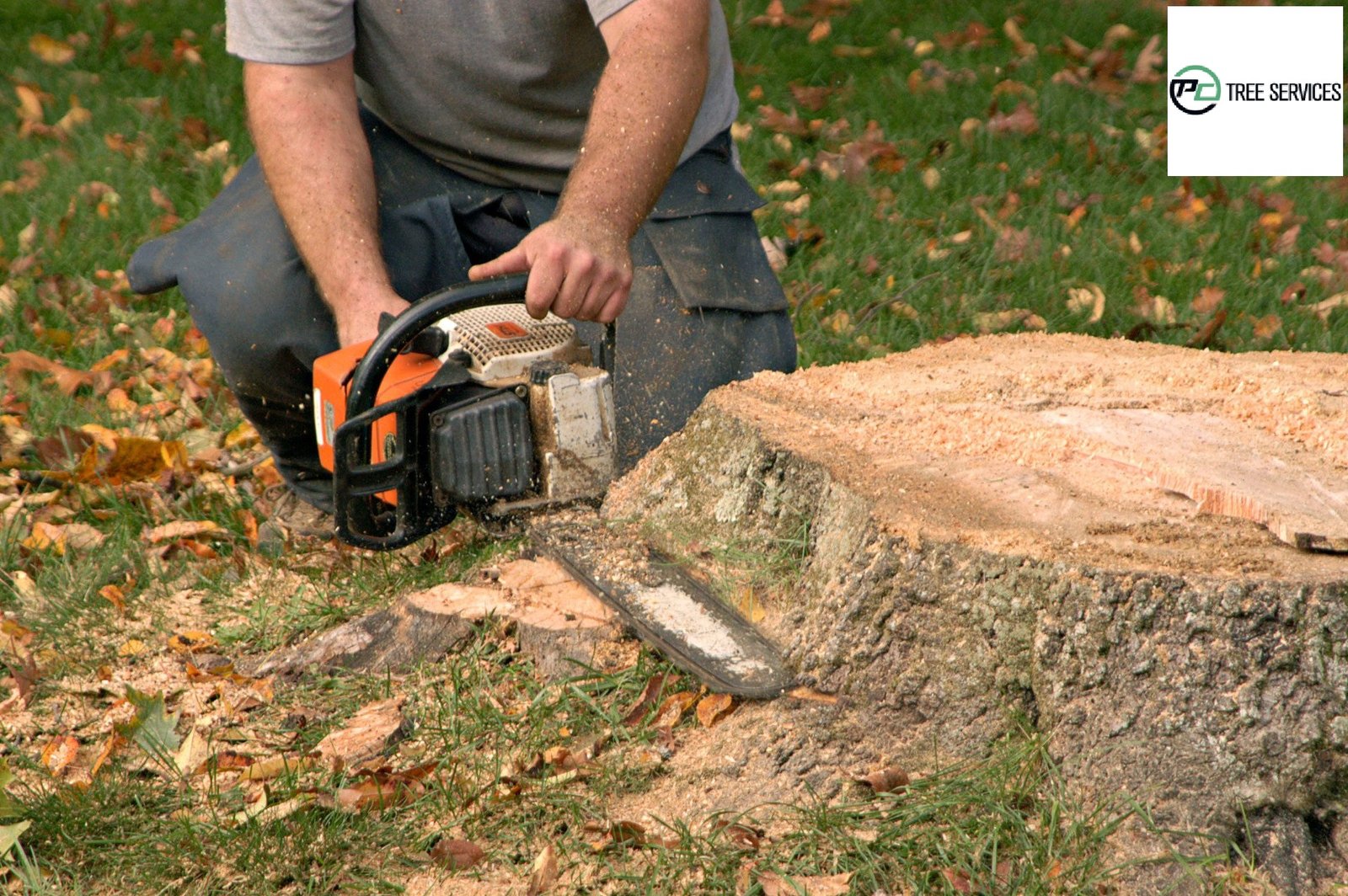 Removal Of Stump - Vital To Maintaining Your Garden's Beauty
