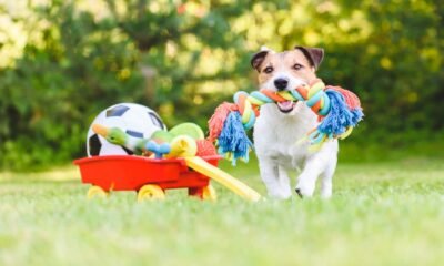 Best Dog Toys Helps To Exercise Dogs And Aid Interactive Training