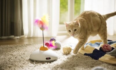 Cat Toys Online